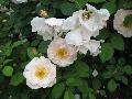 Peneplope Rose / Rosa 